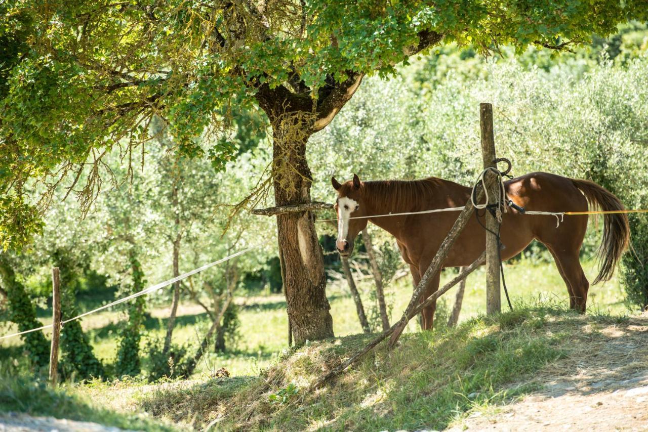 Agriturismo Fattoria Lavacchio Pontassieve Eksteriør bilde