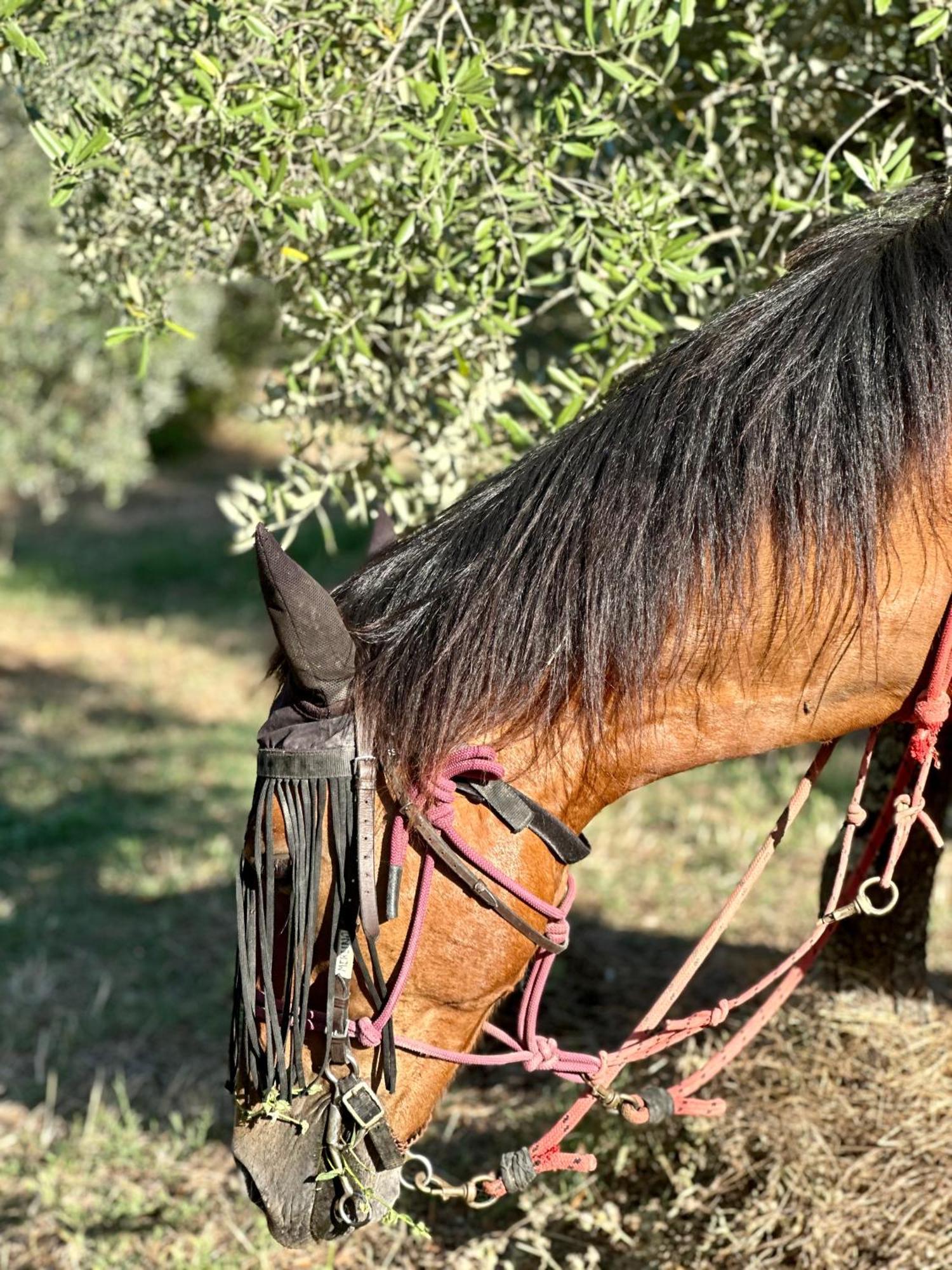 Agriturismo Fattoria Lavacchio Pontassieve Eksteriør bilde